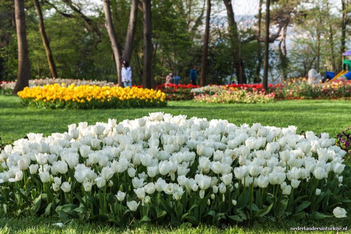 tulpen turkije hidiv kasri bloemen