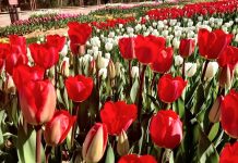 Tulpen Conferentie in Istanbul