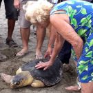Kaptan June bij het vrijlaten van een gerehabiliteerde schildpad