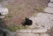 Oproep: Vluchtbegeleider voor kat gezocht vanaf Marmaris