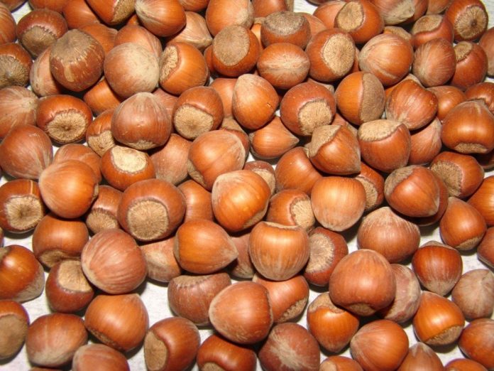 Turkije verdient 1,7 miljard aan export hazelnoten