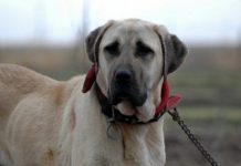 Anatolische honden gaan musea bewaken Anatolische honden gaan musea bewaken
