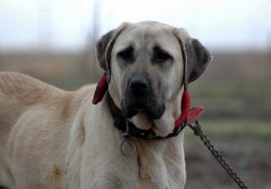 Anatolische honden gaan musea bewaken Anatolische honden gaan musea bewaken