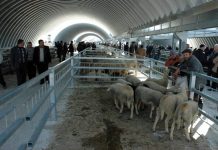 Grootste veemarkt klaar met de voorbereidingen voor het Offerfeest Grootste veemarkt klaar voor het offerfeest