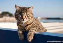 Wetswijziging Turkije moet dieren beter beschermen