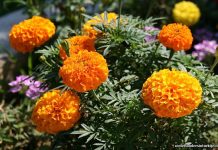 Provincie Bolu gaat speciaal dorp voor ouderen bouwen