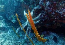 Onderwaterleven in de Golf van Izmir verbetert zichtbaar