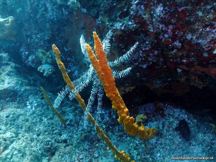 Turkije Duiken Zee