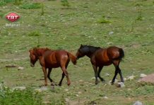 Yilki paarden het symbool van Karaman