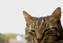 Film over Turkse katten ‘Kedi’ vanaf vandaag in Nederlandse bioscopen