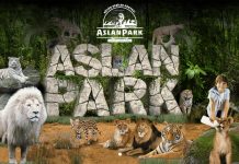 Dierenpark met grote katachtigen geopend in Istanbul Foto: Aslan Park