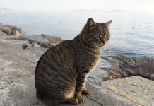 Verbod op katten en honden in Turkse dierenwinkels deze maand van kracht